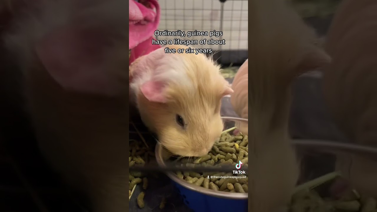 Как долго может прожить моя морская свинка? #уходзаморскимисвинками #морскаясвинка