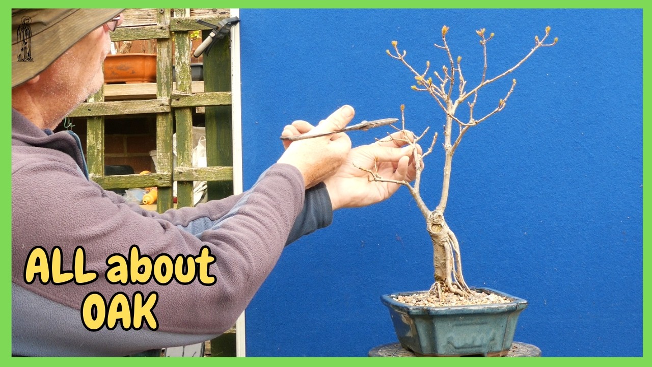 WHAT makes English Oak a GREAT Bonsai Species for Beginners?