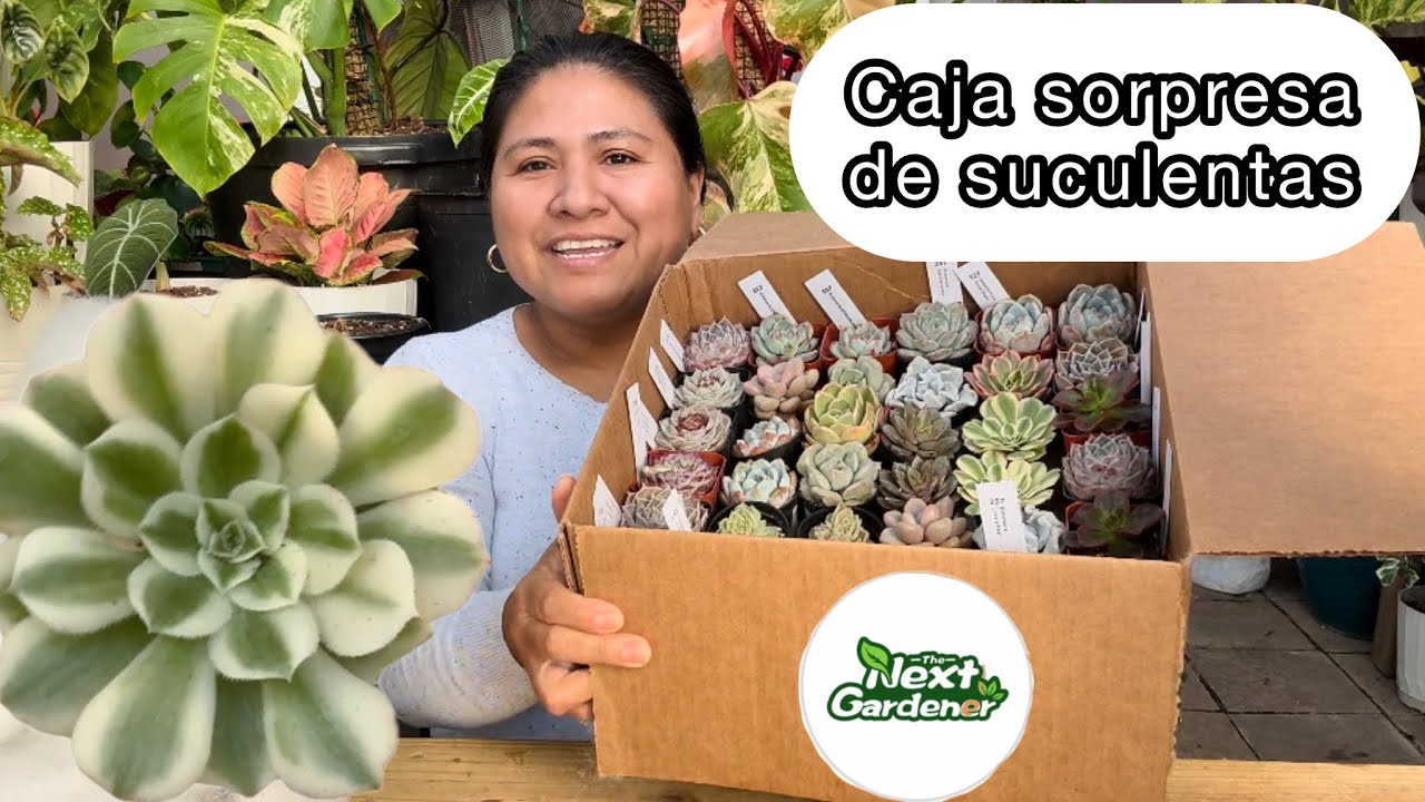 HERMOSAS SUCULENTAS EXÓTICAS DE LA TIENDA The next Gardener Unboxing succulents