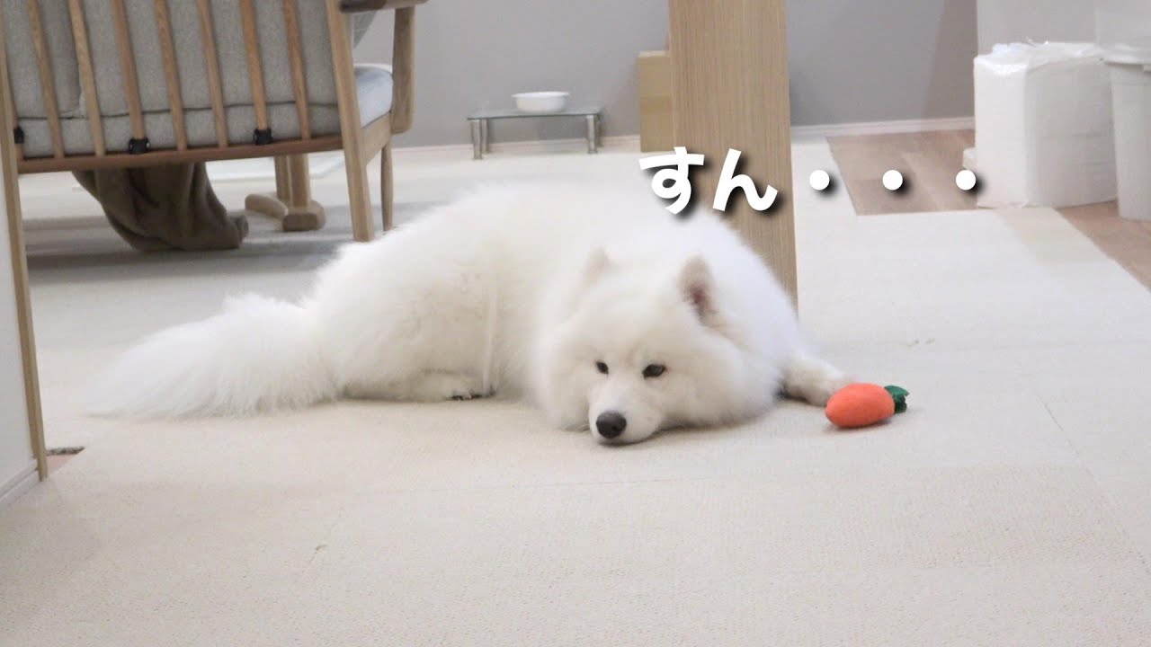 すねかたがかわいい犬🐶　サモエドのネモ&mix犬シェリー