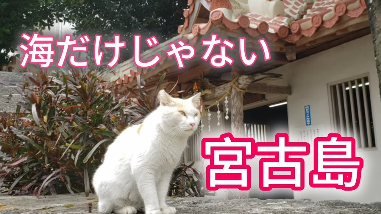 【宮古島】part2 パワースポット/🔥異様な盛り上がり🔥泡盛まつり/おしゃれ雑貨屋/カフェ