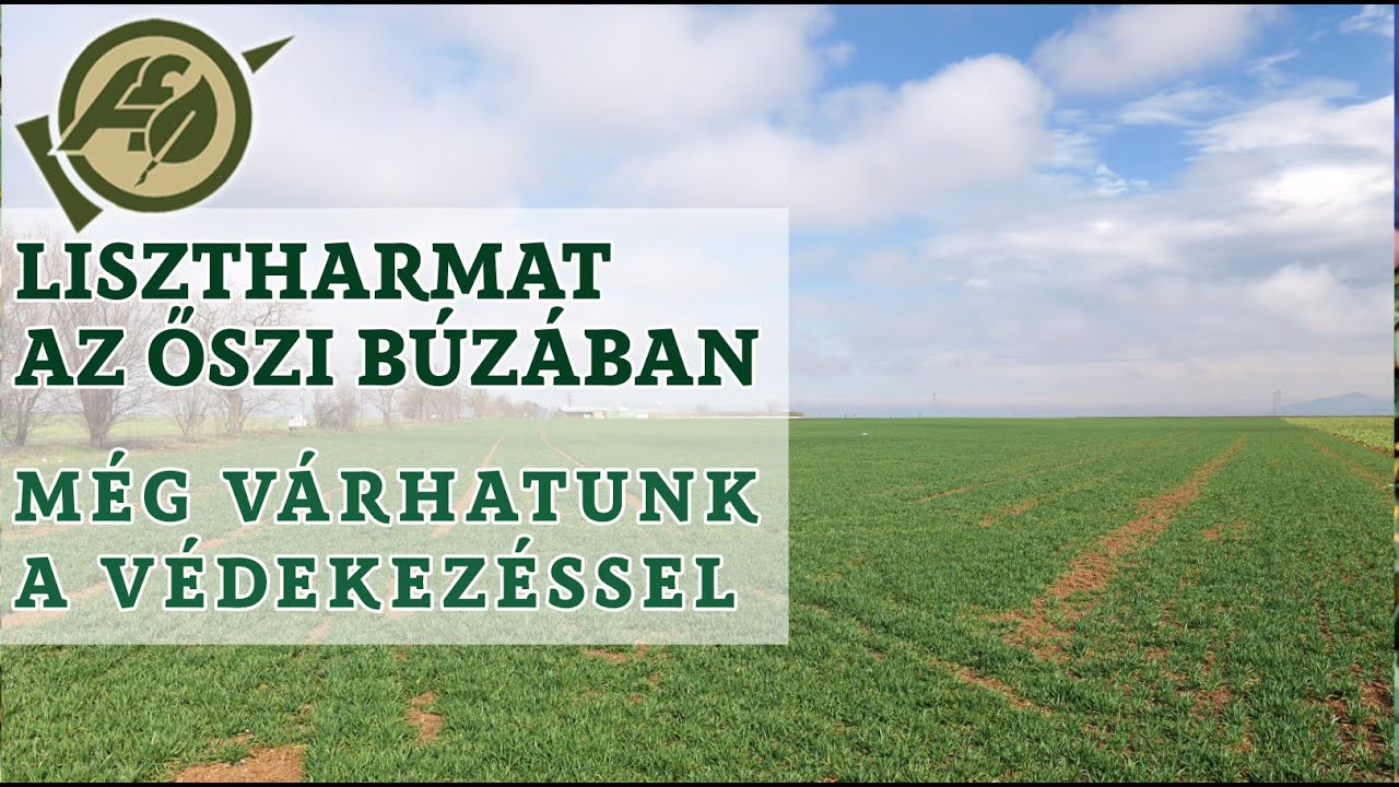 Lisztharmat az őszi búzában - még várhatunk a védekezéssel