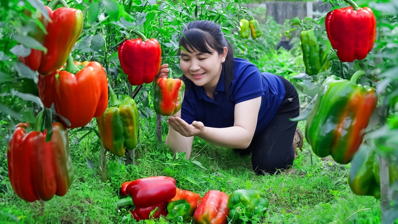 Harvest Bell pepper, goes to the market to sell - Harvesting and Cooking |Tieu Vy Real Life
