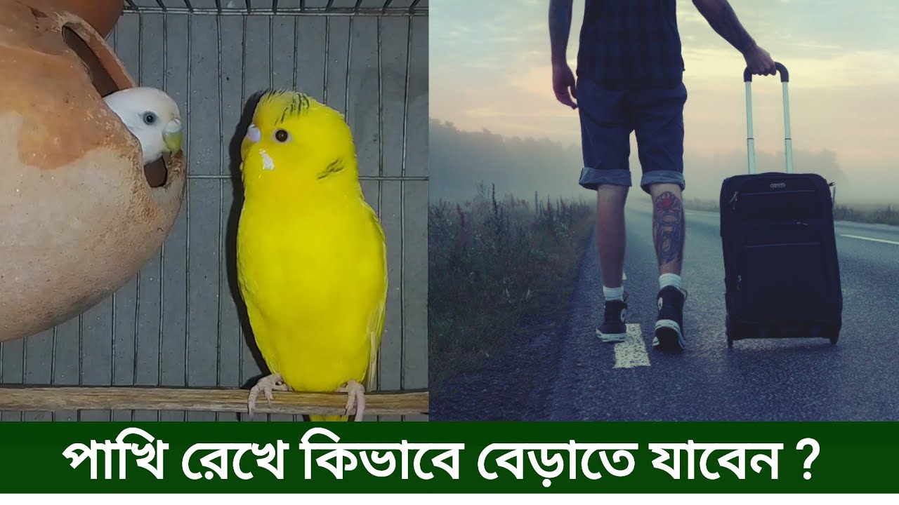 বাজরিগার পাখি পালন | পাখি রেখে কিভাবে বেড়াতে যাবেন | Pakhi Palon | Budgerigar Bird rearing