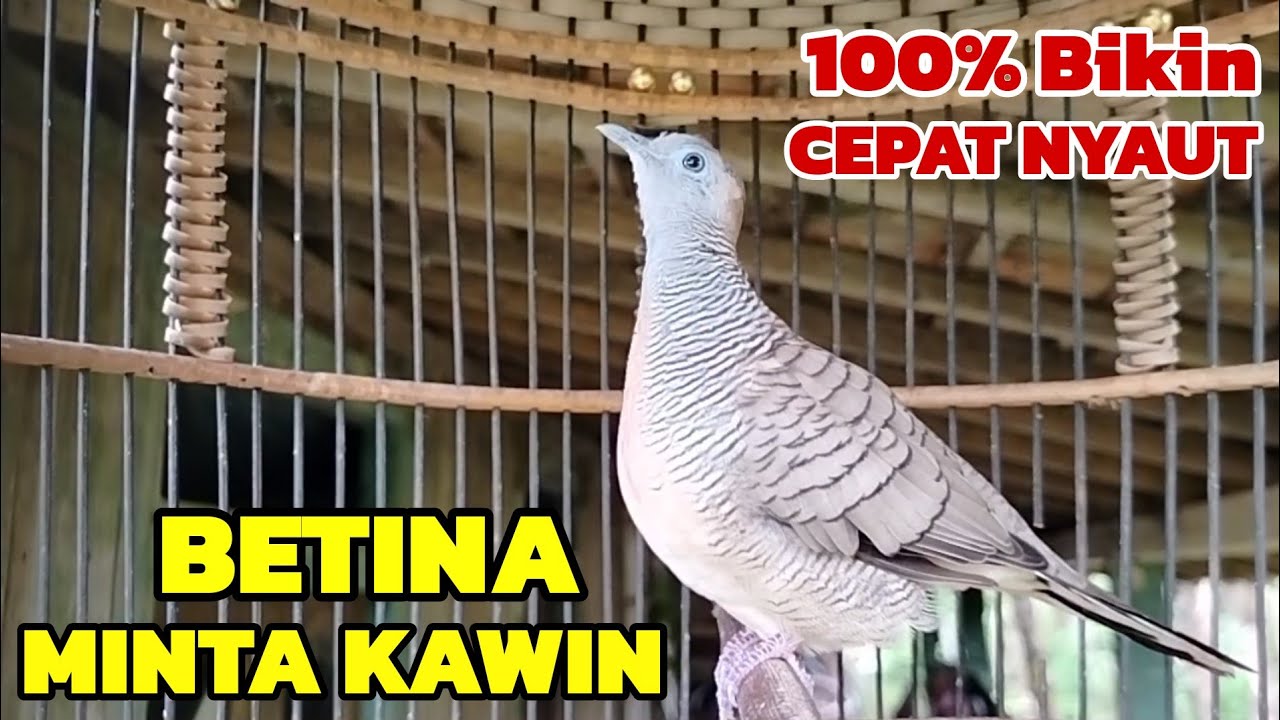 Perkutut BETINA MINTA KAWIN 100% BIKIN CEPAT NYAUT GACOR 