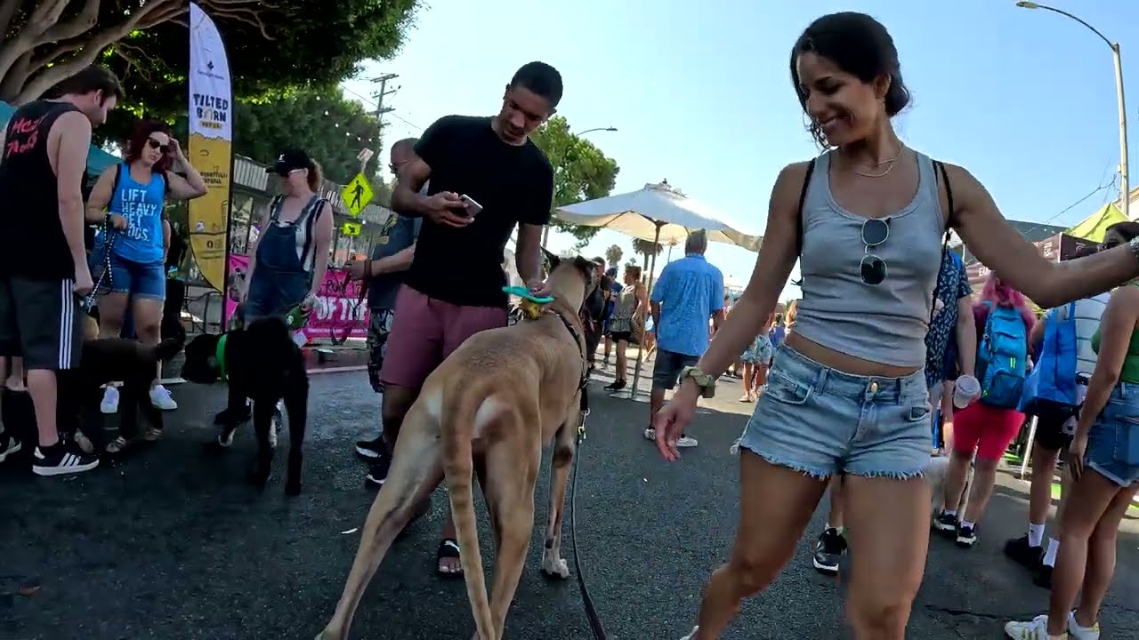 Cash 2.0 Great Dane at Day of the Dog 2024 in Santa Monica (4 of 7)