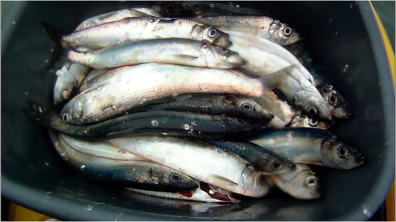 Kayak Fishing - How to Catch Herring - The Silver Darlings