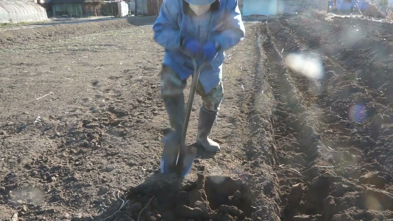 野菜畑　天地返し　寒晒し　22日目　2月2日
