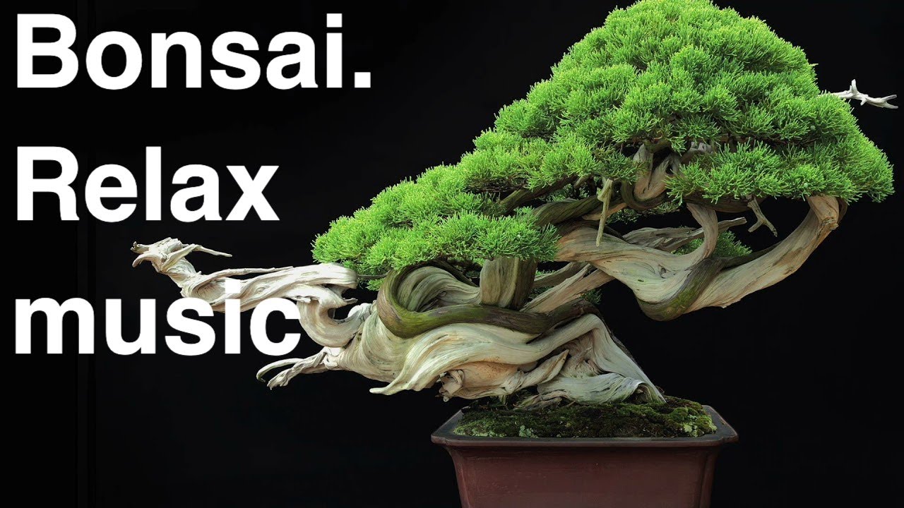 Bonsai.Relax music.| 2 hours