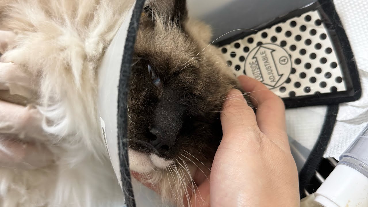 因为拉不出粑粑被送去住院的布偶猫 ｜李喜猫