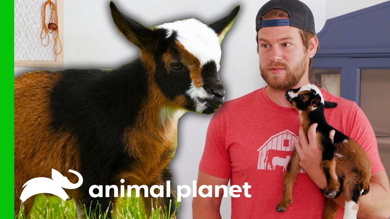 Dan Breaks Protocol To Save An Injured Baby Goat | Saved By The barn