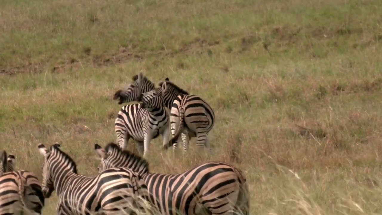 Fighting Zebra stallions play dirty – biting rivals’ ankles – trying to sever tendons