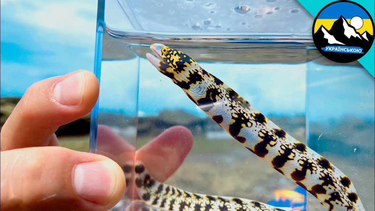 Вугор з подвійними щелепами має дуже болючий укус! | Brave Wilderness Українською