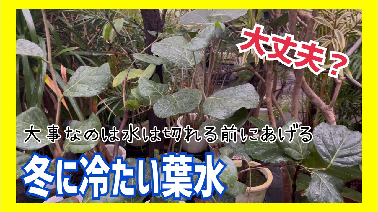 冬に冷たい葉水。大丈夫？