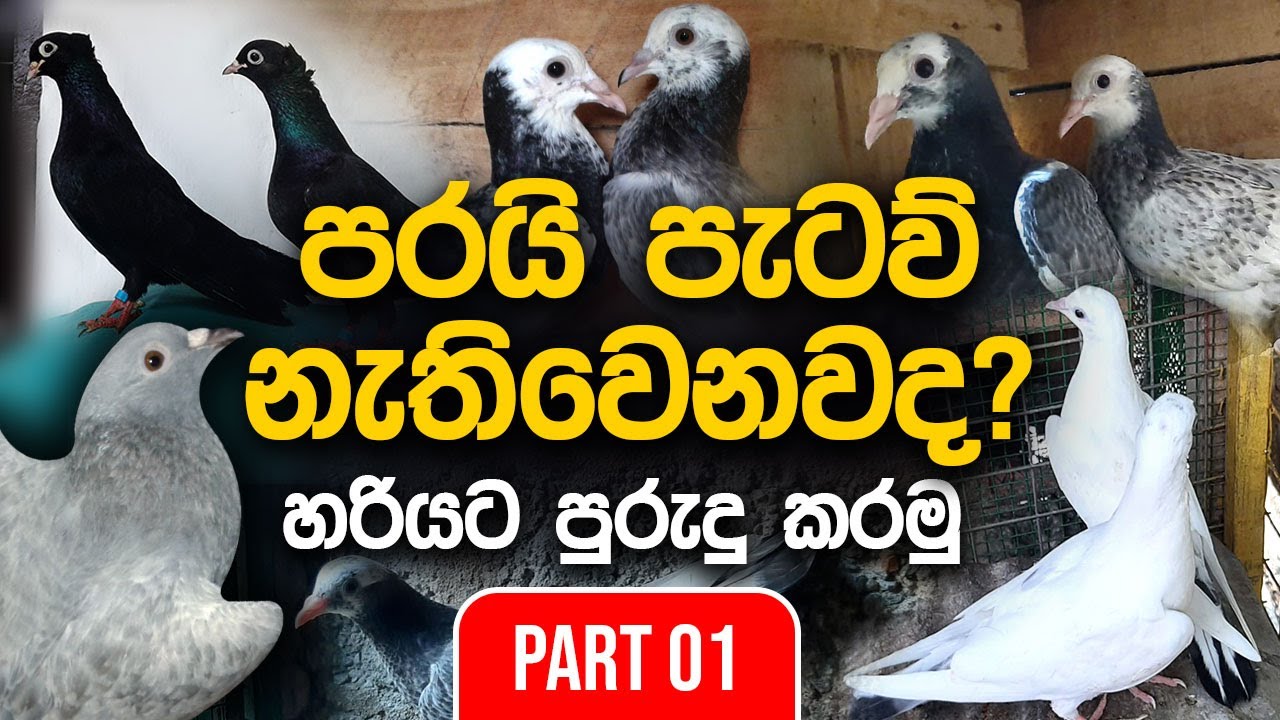පරවි පැටව් නිවැරදිව පුහුණු කිරීම S01 | HOW TO TRAIN YOUNG PIGEONS 🕊️ 