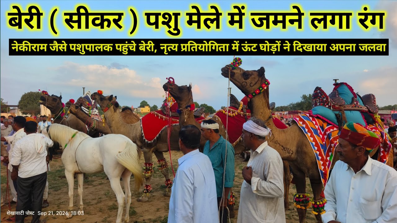बेरी ( सीकर ) पशु मेला
