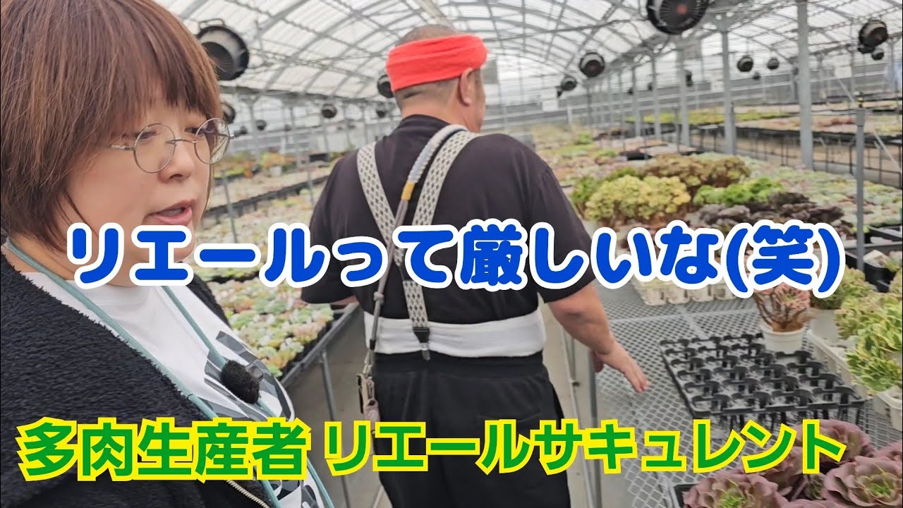 【多肉植物】【リエールの作業】リエールって厳しいな(笑)2025年11月14日