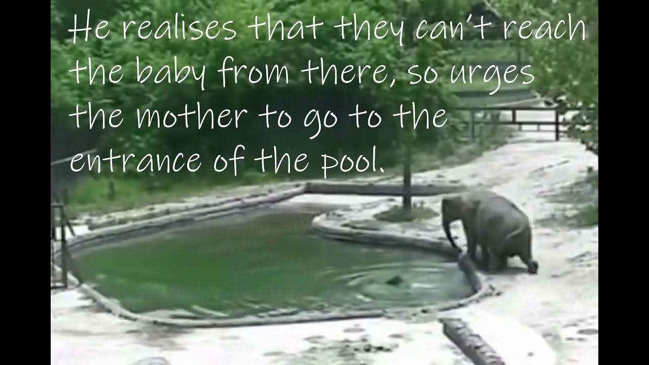 Bull elephant helps mother rescue BABY