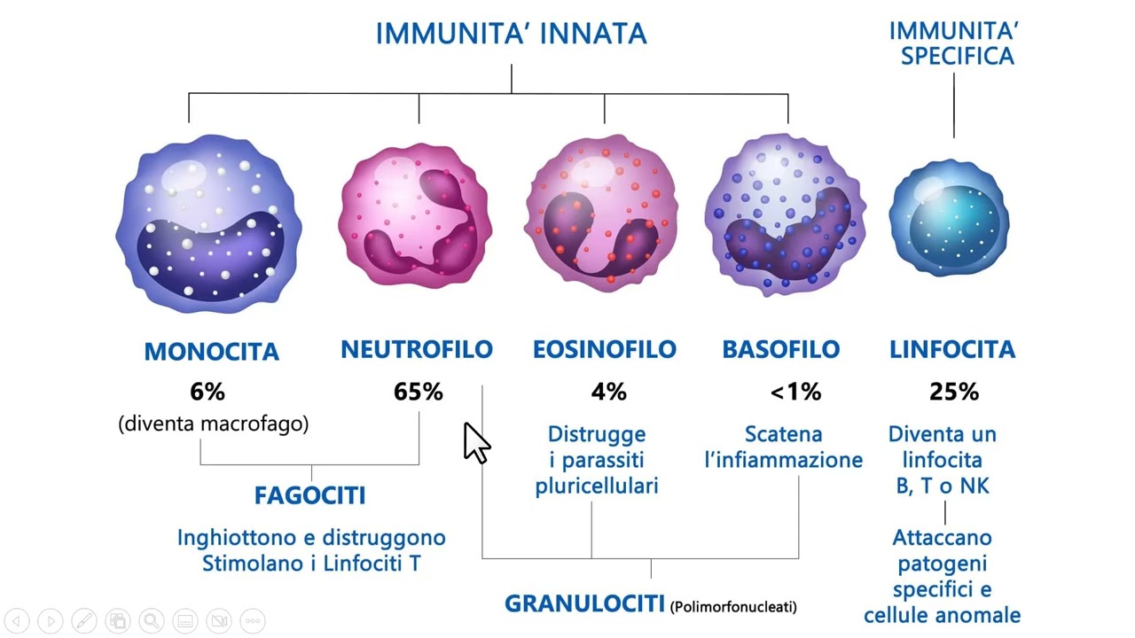 IL SISTEMA IMMUNITARTIO DEI MAMMIFERI