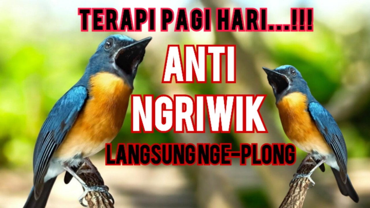 🔴 Tledekan gacor - untuk terapi burung bahan mu‼️
