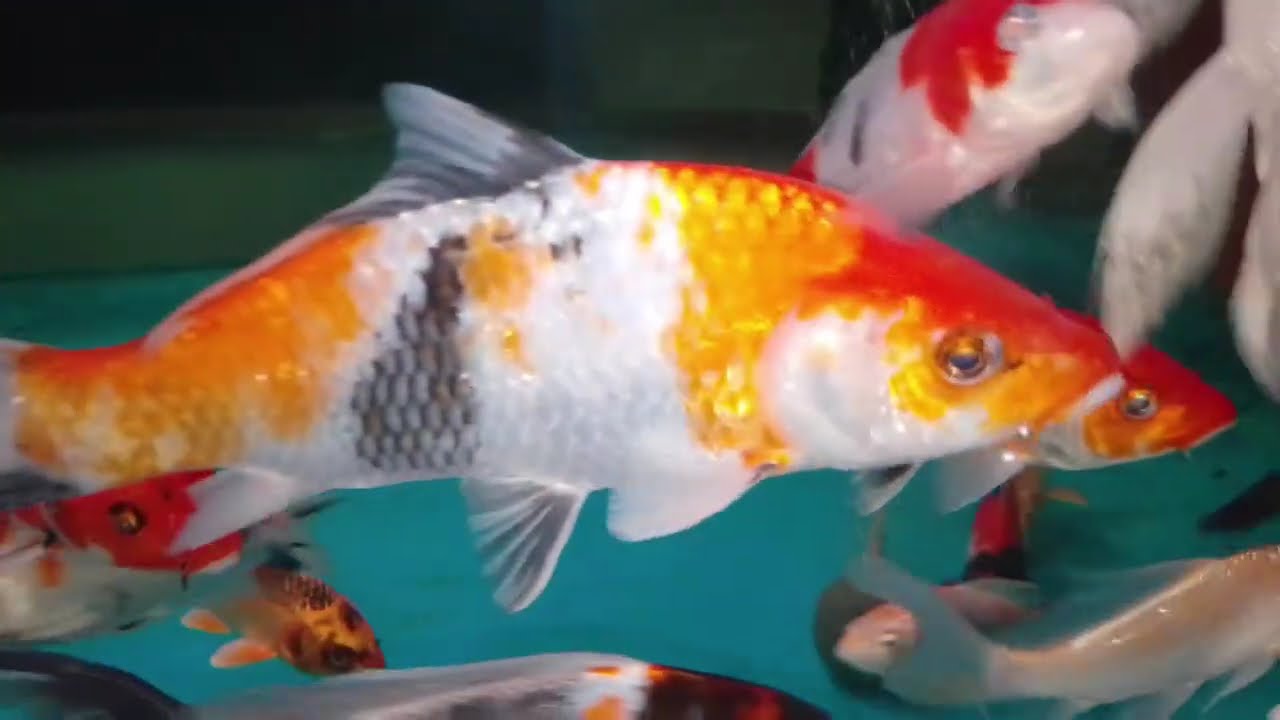 aquarium fish #refreshing #relaxing #fish #aquarium