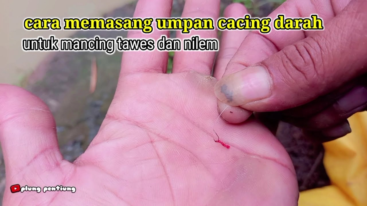 Tutorial/cara memasang umpan cacing darah dan cacing kremi untuk mancing ikan tawes,nilem dll