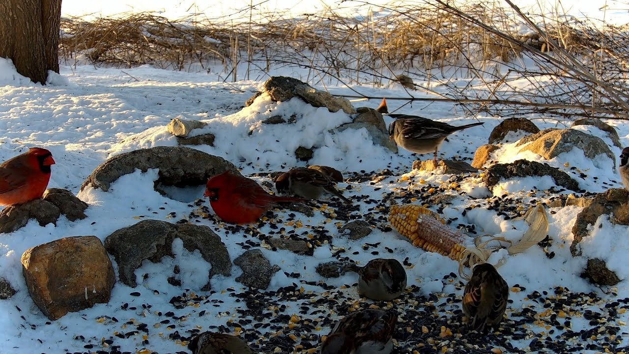 Bird Feeder 01-26-2026