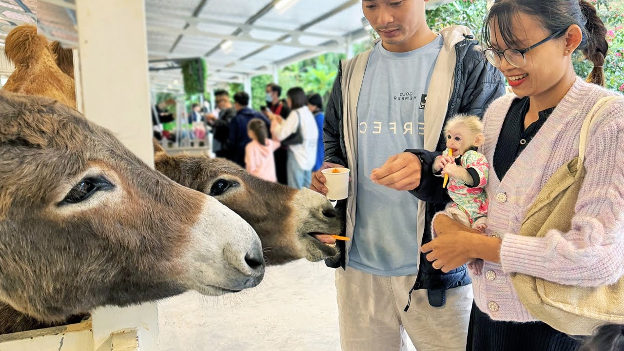 Picnic Lucky P3: How did Lucky meet new friends on the farm?