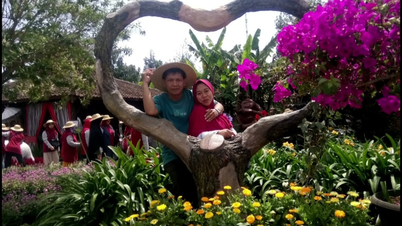 TAMAN BUNGA BEGONIA LEMBANG@jepratjepretwisata
