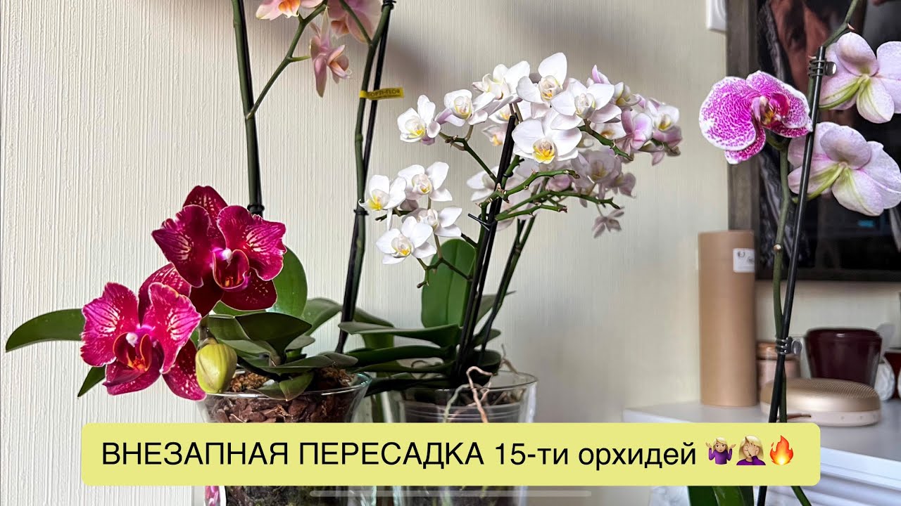 Закрытая и классическая системы - ИДЕАЛЬНАЯ пересадка!🔥🔥🔥