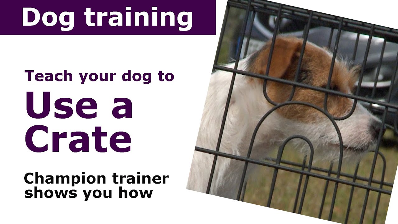 Puppy crate training | teach puppy to sleep in crate | expert advice