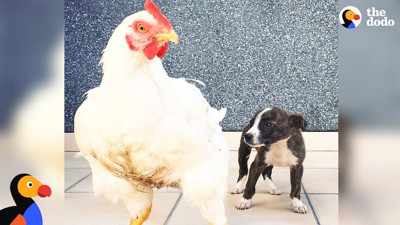 Abandoned Puppy Grows Up With 150 Rescued Animal Friends | The Dodo Odd Couples