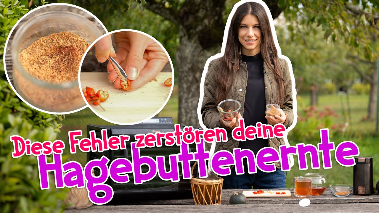 Achtung beim Hagebutten sammeln 😳 Dieser Fehler macht deine Ernte unbrauchbar! #garten #wildpflanzen