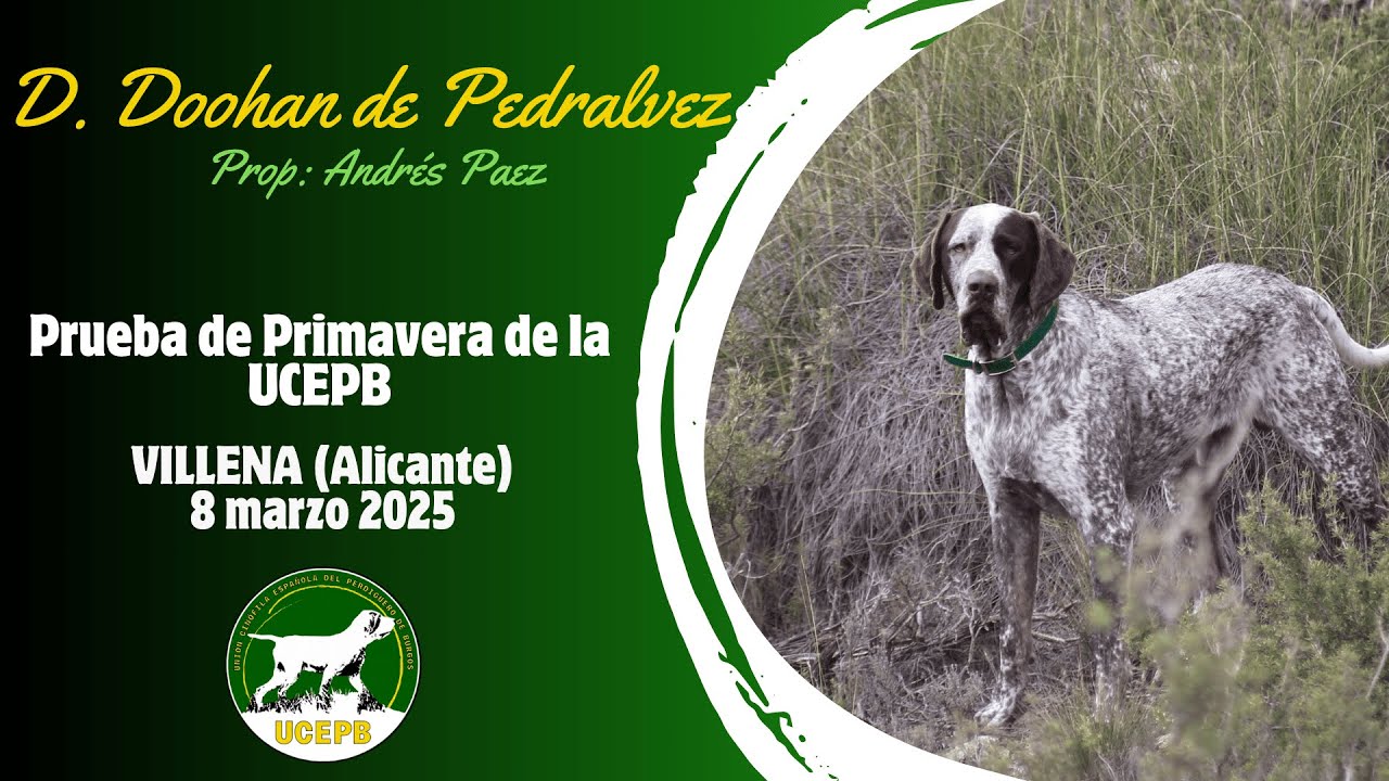 D. Doohan de Pedralvez, Perdiguero de Burgos de la UCEPB. Prueba de Primavera Villena (Alicante)