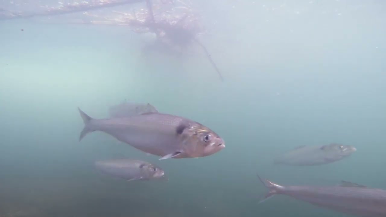 Les poissons migrateurs, des espèces fragiles à préserver