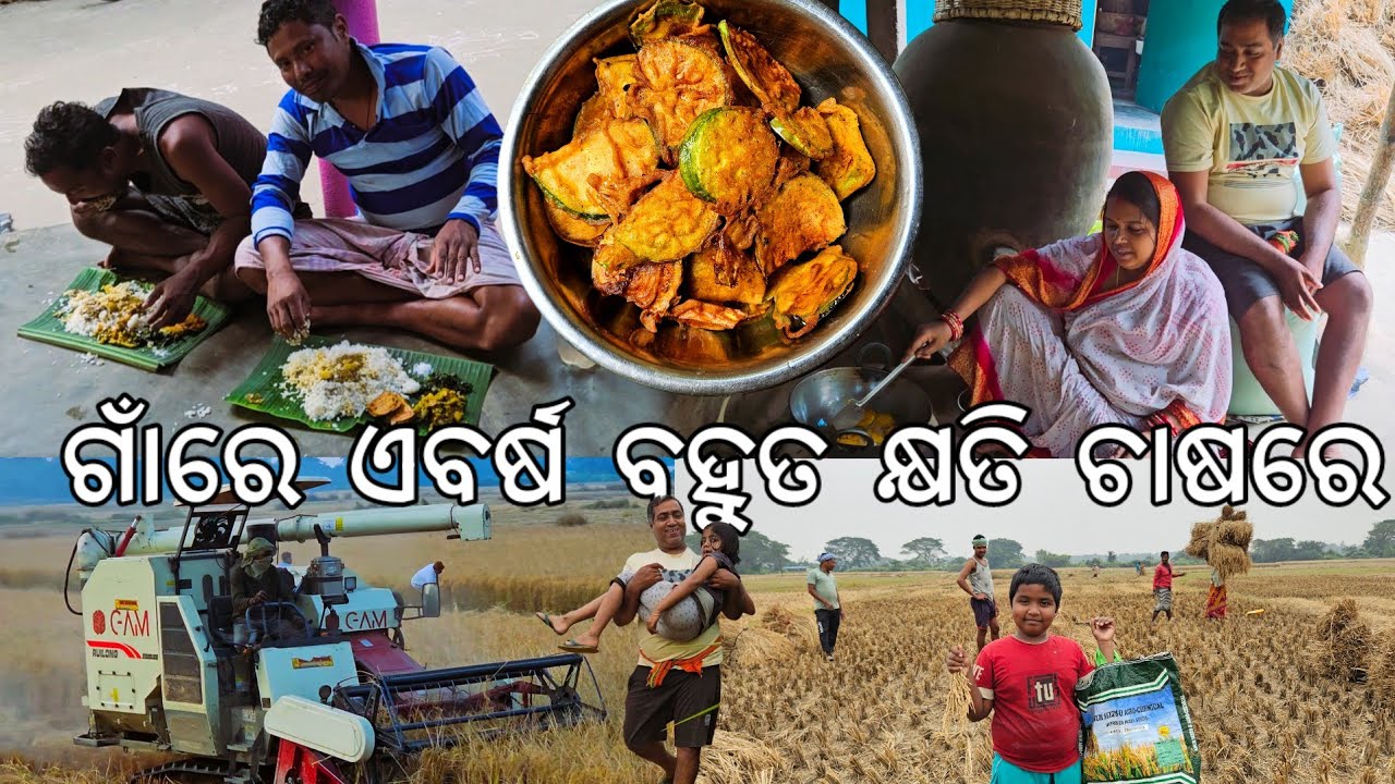 ବହୁତ କ୍ଷତି ବିଲରେ ନଷ୍ଟ ହେଲା ଧାନ l ଥଣ୍ଡା ପାଗ ବାଇଗଣ ପକୁଡ଼ି l Gouranga Nayak Odia Vlogs