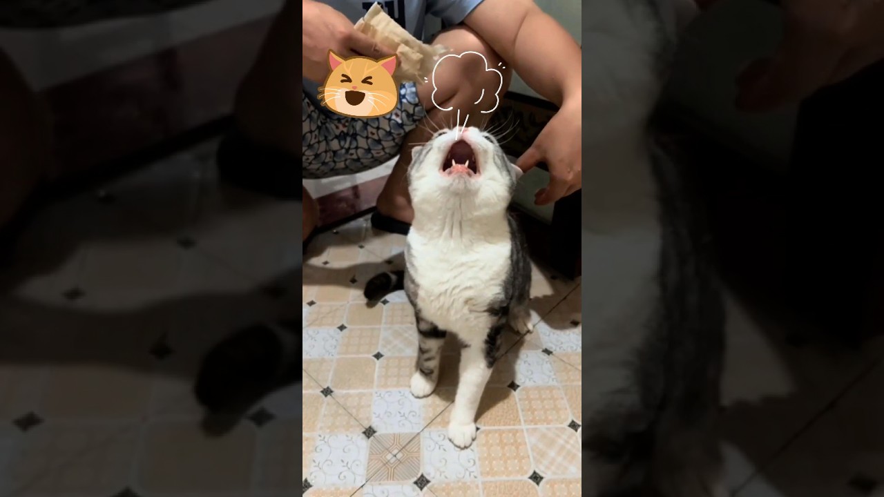 A Day in the Life of My Cat 🐱 Mini Vlog 