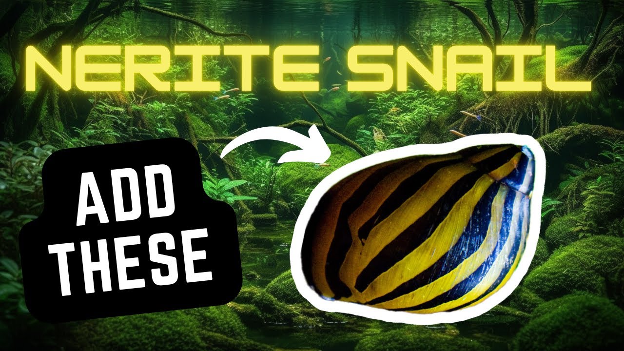 There Are So Many Benefits to Adding Nerite Snails Into Your Freshwater Planted Aquarium
