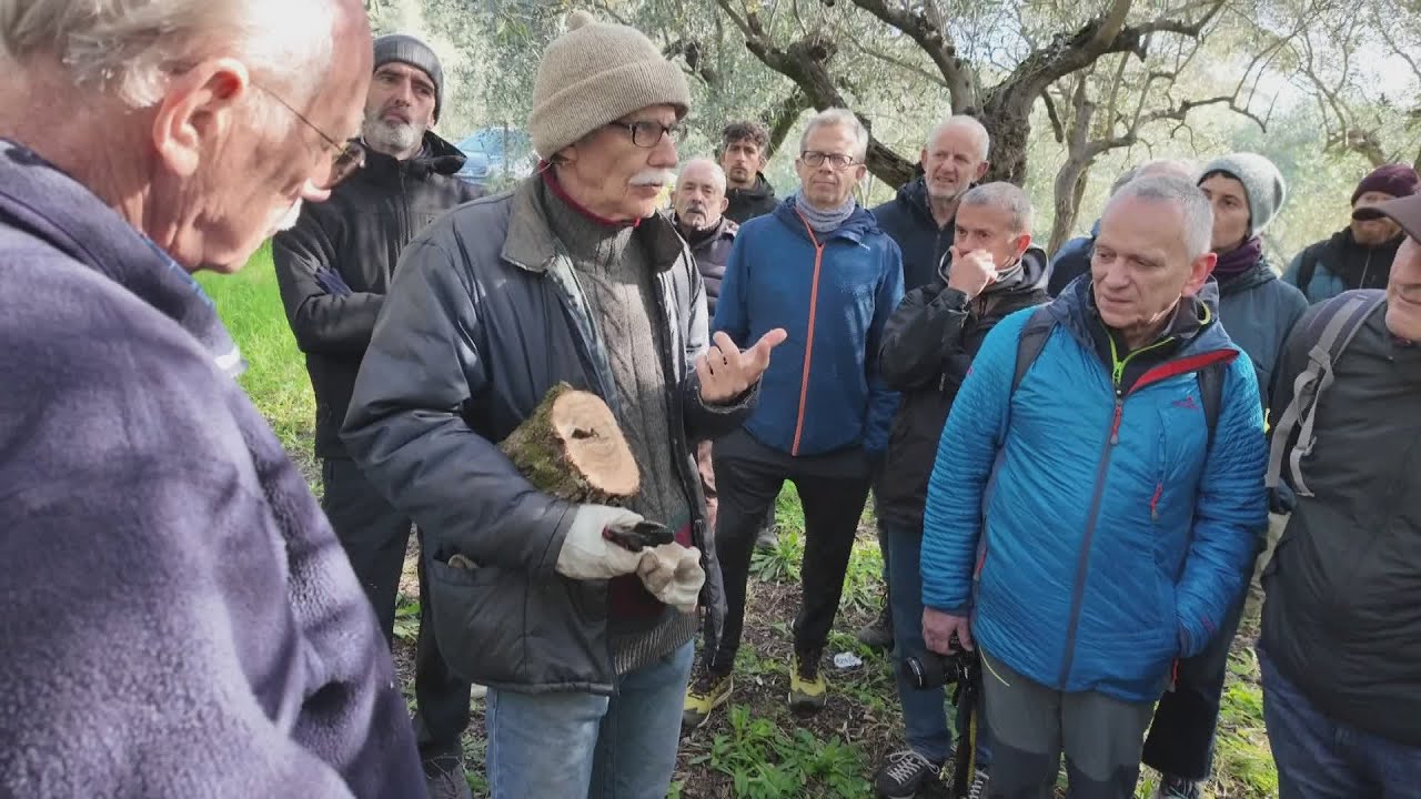 Sestri Levante: a lezione di potatura negli oliveti della Cooperativa