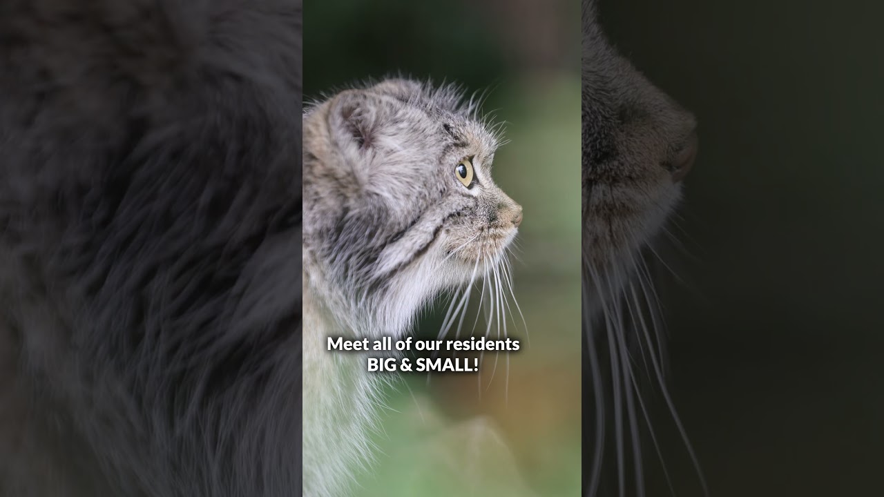 🐯 Book a Big Cat Encounter today and learn all about our cats and finish off with TWO hand feeds!