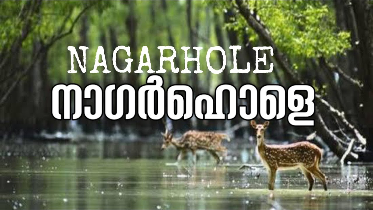 WILDLIFE SCENES FROM NAGARHOLE TIGER RESERVE | MTI WILDLIFE TRIPS
