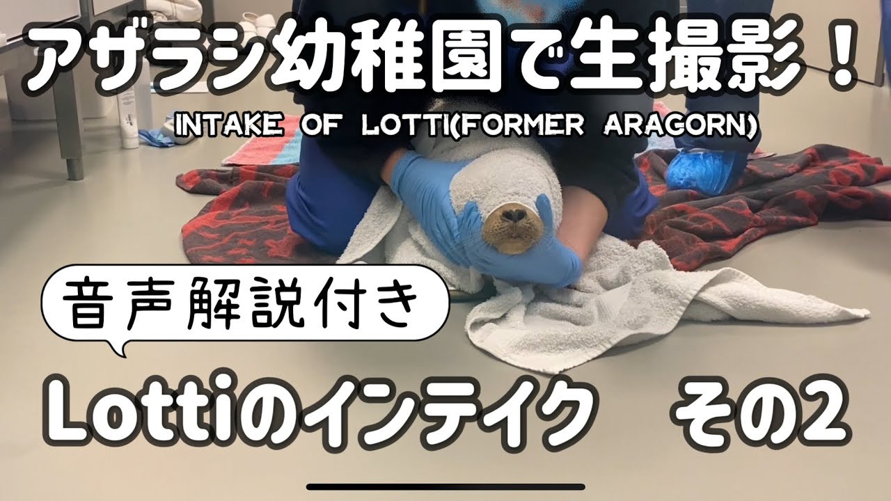 アザラシLottiのインテイク後半Intake of Lotti part2　#アザラシ #アザラシ幼稚園 #seal 