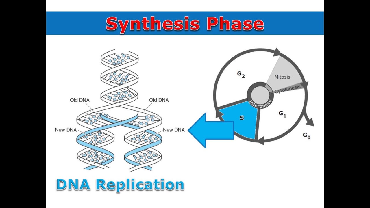 Interphase