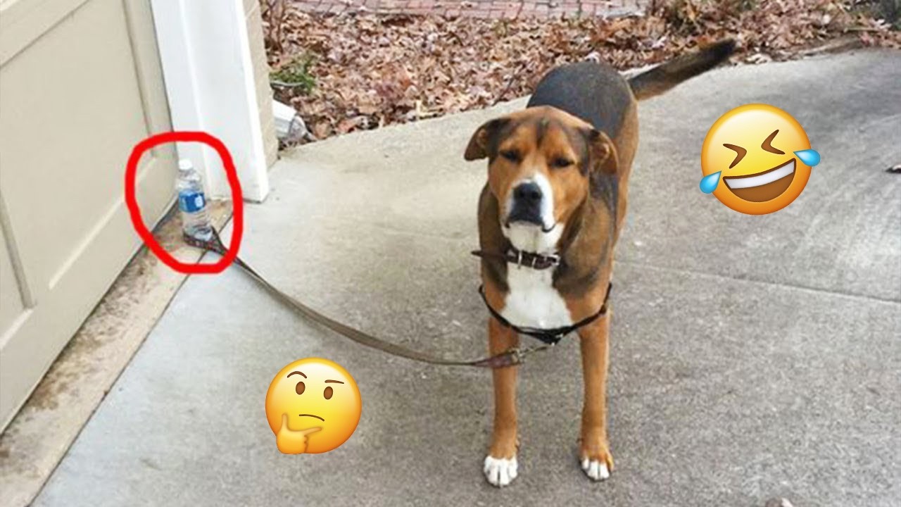 I dare you not to LAUGH at these FUNNY DOGS 😁🦮 - Best Funny Animals Videos 2025 #252