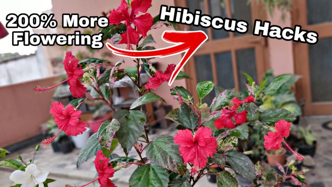 Get 200% more Flowering on hibiscus, Gardening secret for hibiscus flowers
