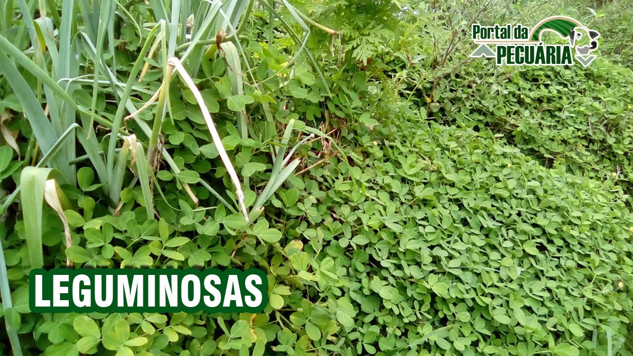 Leguminosas para bovinos de corte