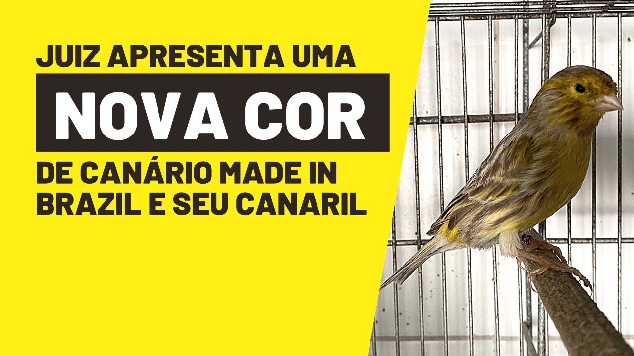 Juiz TOTICO: Canelas MOGNO, AZUIS, VERDES, TOPETE ALEMÃO E A NOVA COR