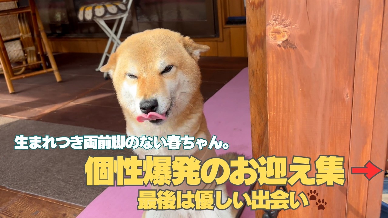 生まれつき両前脚のない春ちゃん。個性爆発のお迎え集→最後は優しい出会い🐾