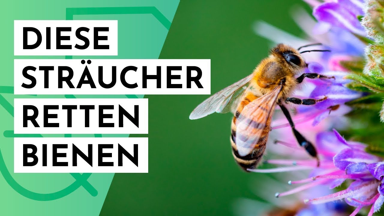 20 Bienenfreundliche Sträucher für den Garten