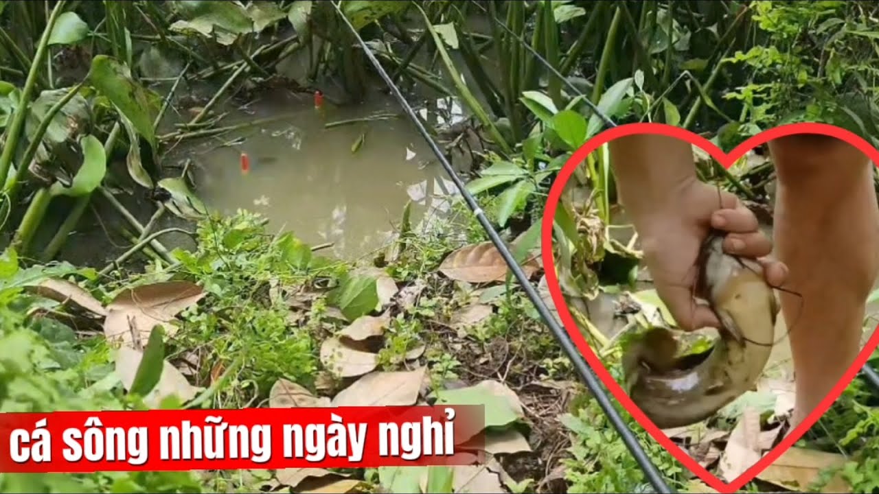 Câu cá rô sông những ngày nghỉ, dính cá là ghiền...